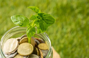 Plant growing in coins glass jar for money against green grass. Saving and investment financial concept